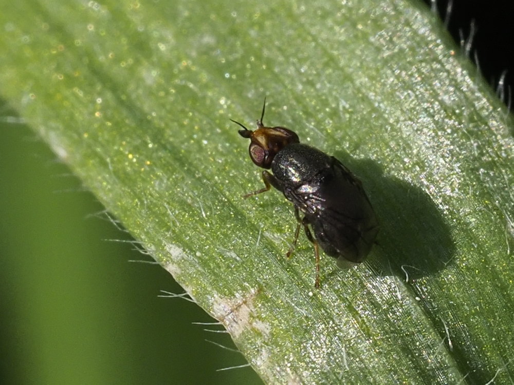 Da identificare: Camarota curvipennis?