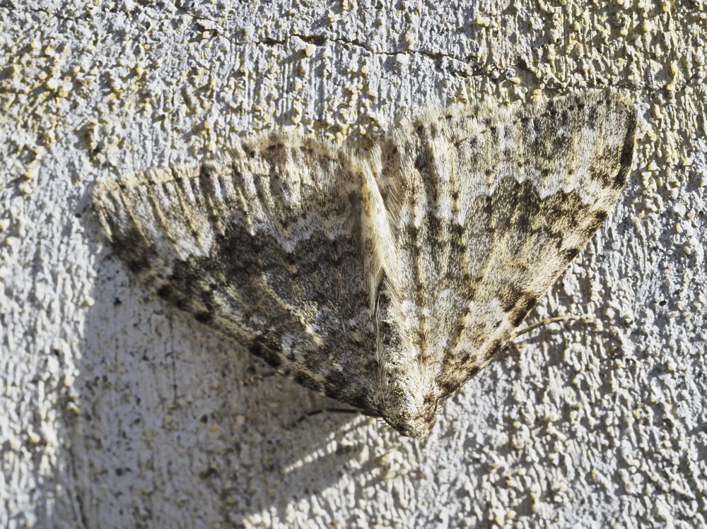 Coenotephria ablutaria?