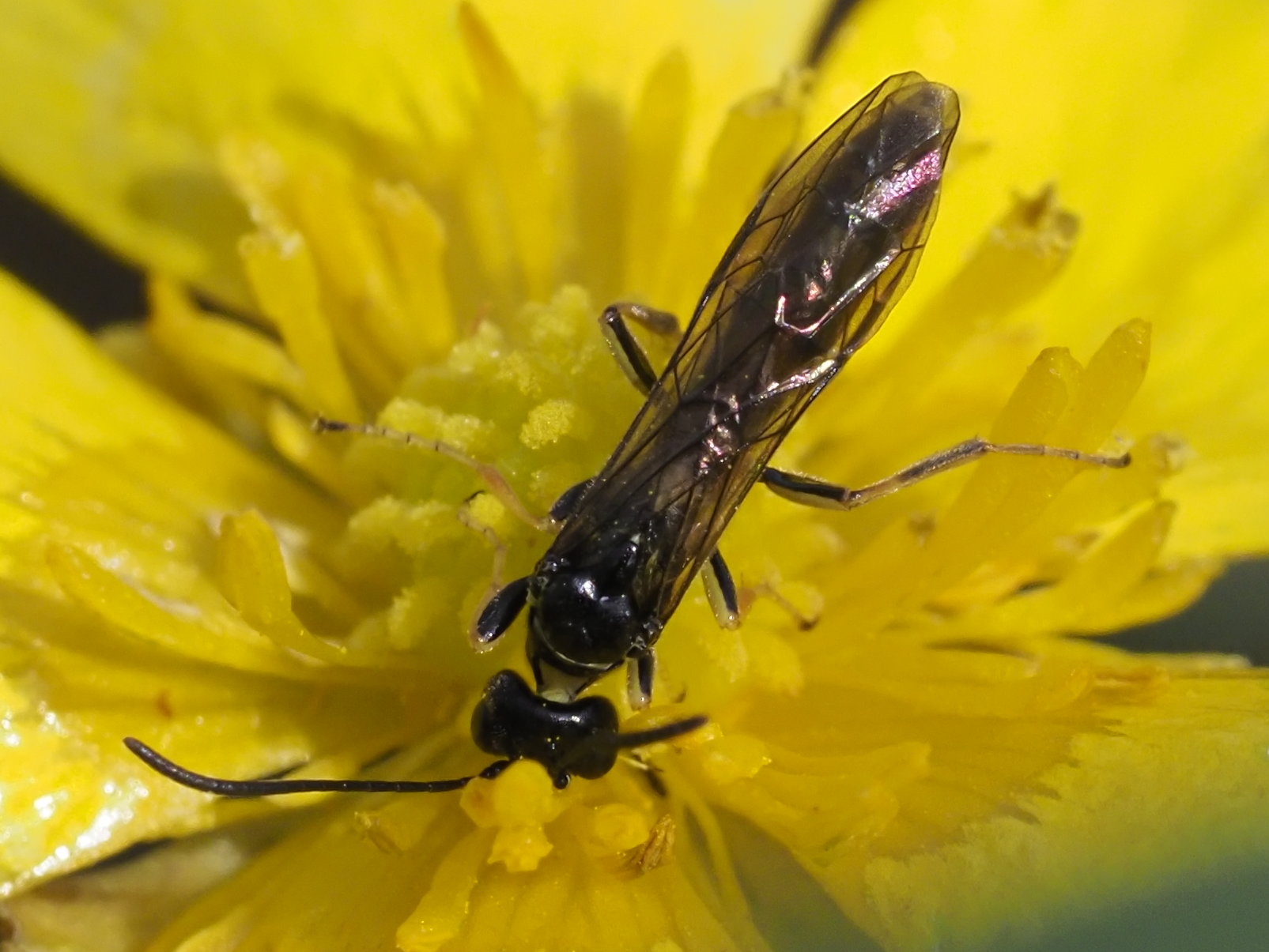 Tenthredinidae da id.: No Cephidae, cfr. Cephus sp.