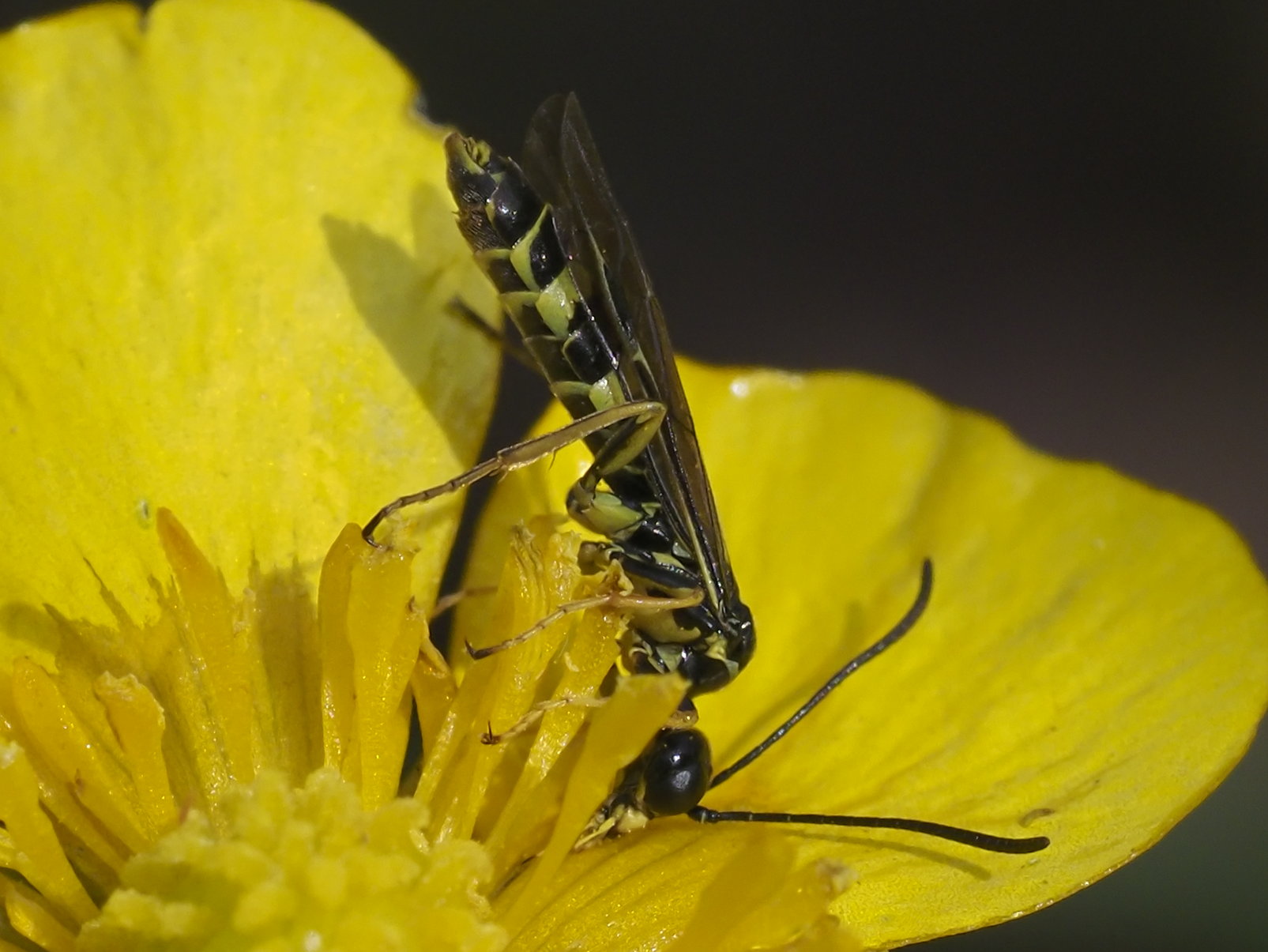 Tenthredinidae da id.: No Cephidae, cfr. Cephus sp.