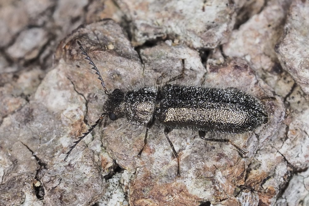 Dasytidae: Aplocnemus jejunus