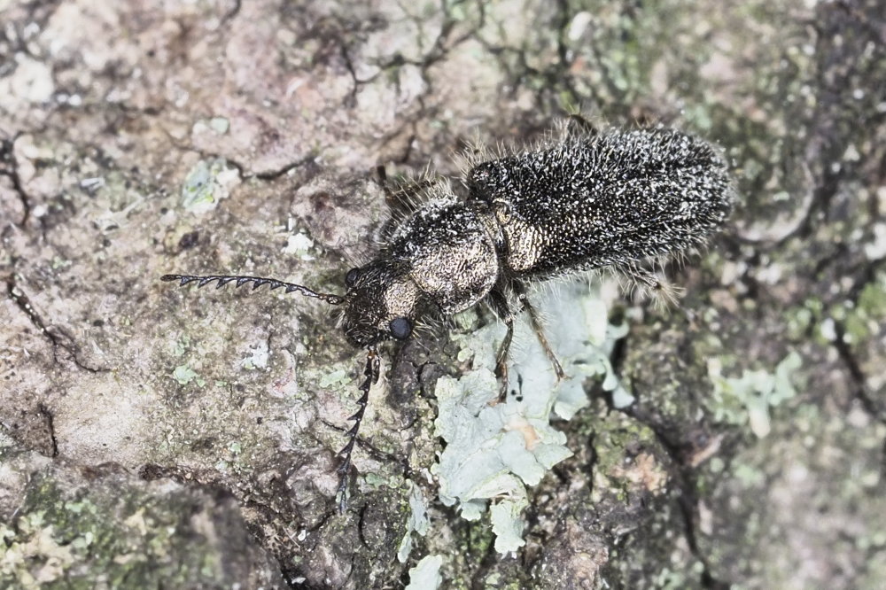 Dasytidae: Aplocnemus jejunus