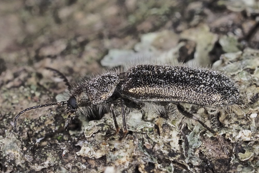 Dasytidae: Aplocnemus jejunus