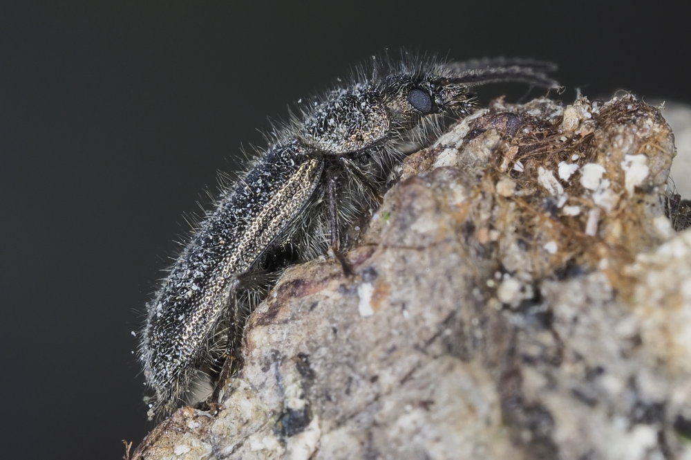 Dasytidae: Aplocnemus jejunus
