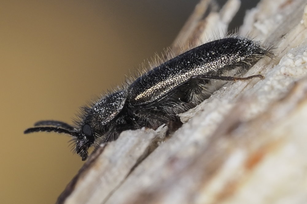 Dasytidae: Aplocnemus jejunus
