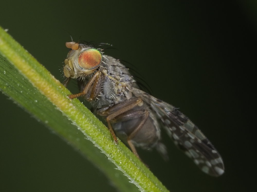 Tephritidae? Da identificare