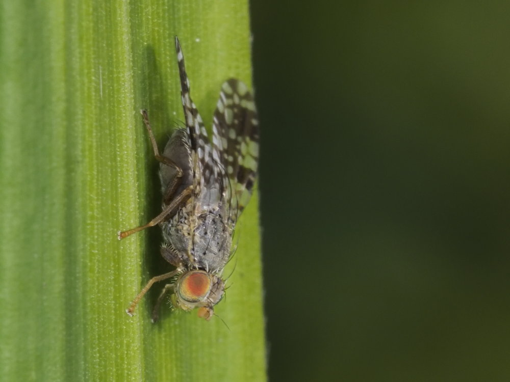 Tephritidae? Da identificare