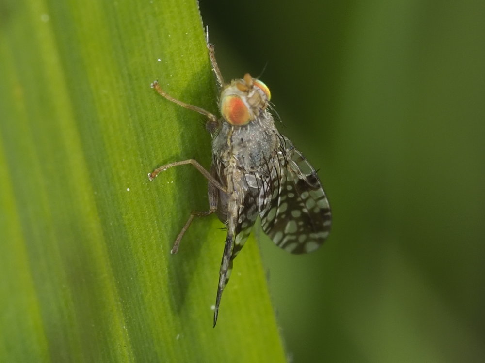 Tephritidae? Da identificare