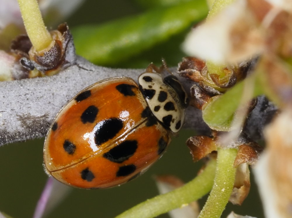 Harmonia quadripunctata? S.