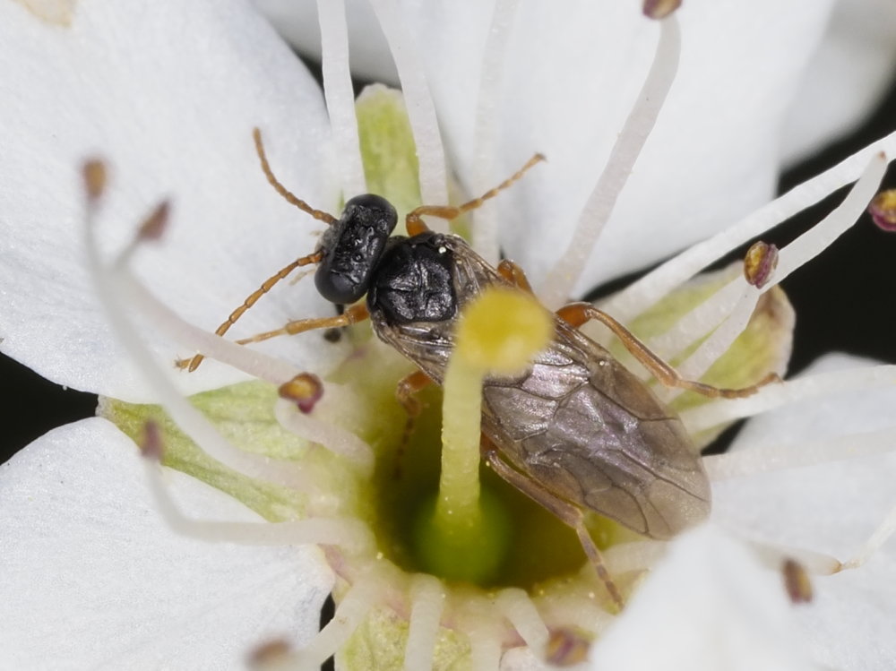 Tenthredinidae da identificare: Hoplocampa minuta