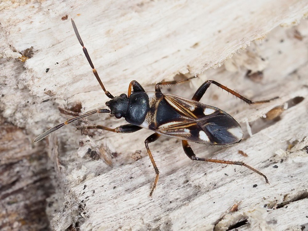 Da identificare-Raglius alboacuminatus di Agugliano (AN)