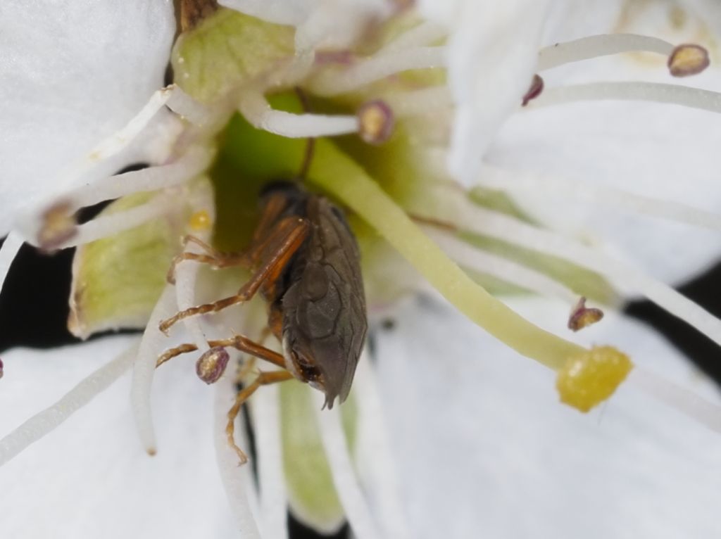 Tenthredinidae da identificare: Hoplocampa minuta