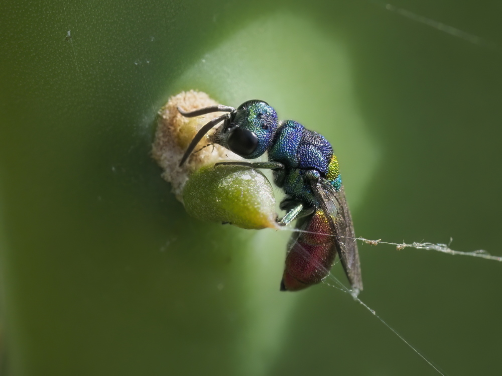 Chrysis scutellaris? s!