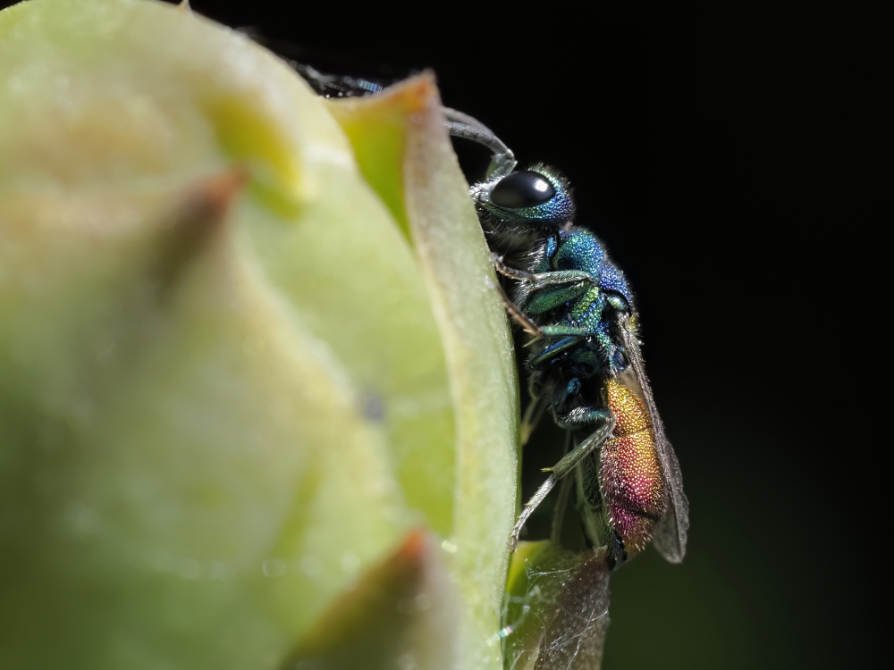 Chrysis scutellaris? s!