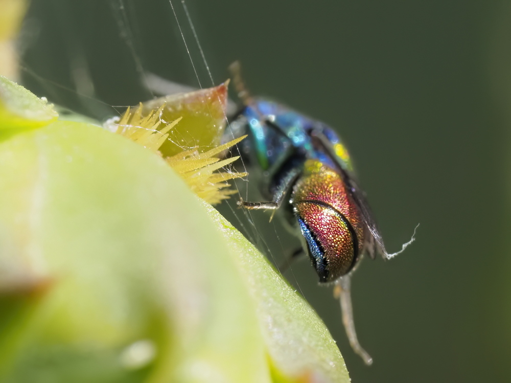 Chrysis scutellaris? s!