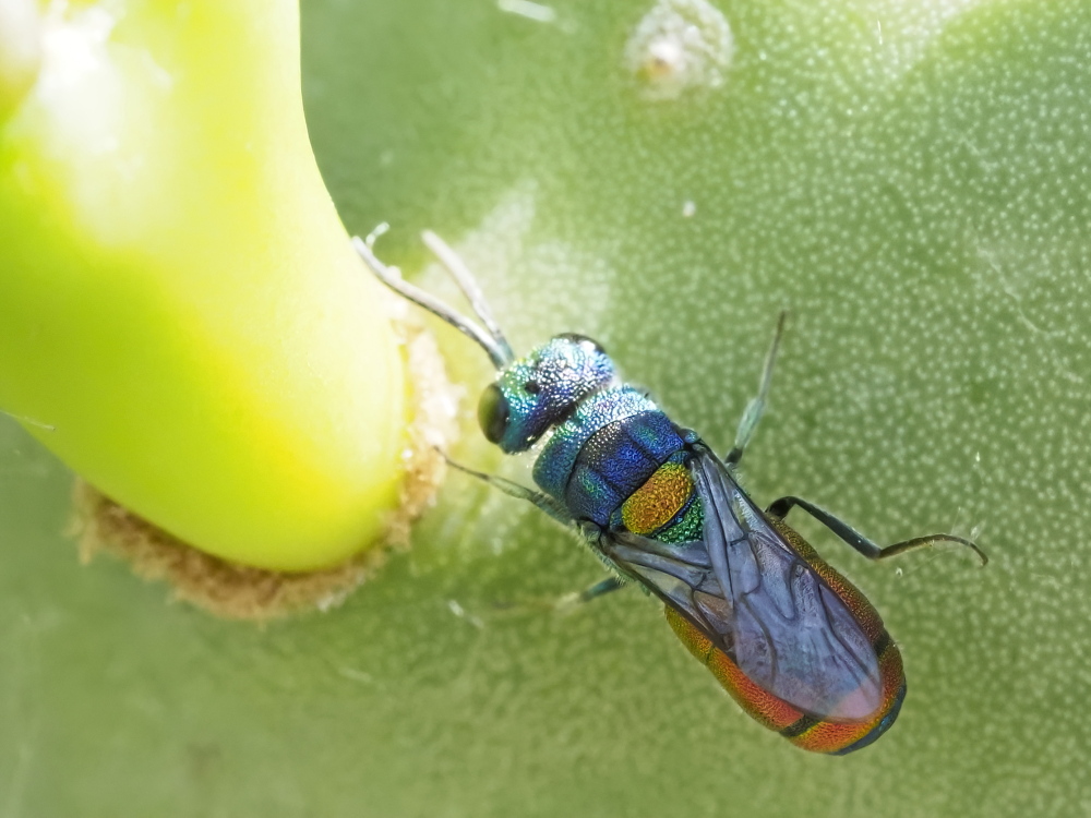 Chrysis scutellaris? s!