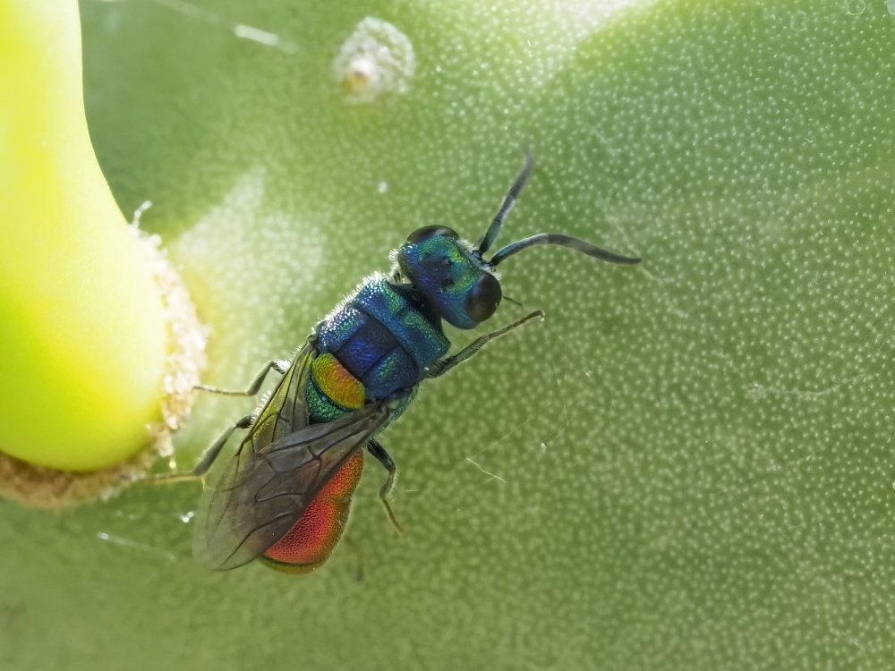 Chrysis scutellaris? s!