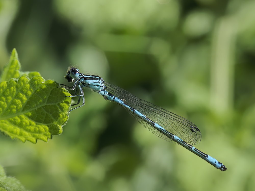 Coenagrion mercuriale?