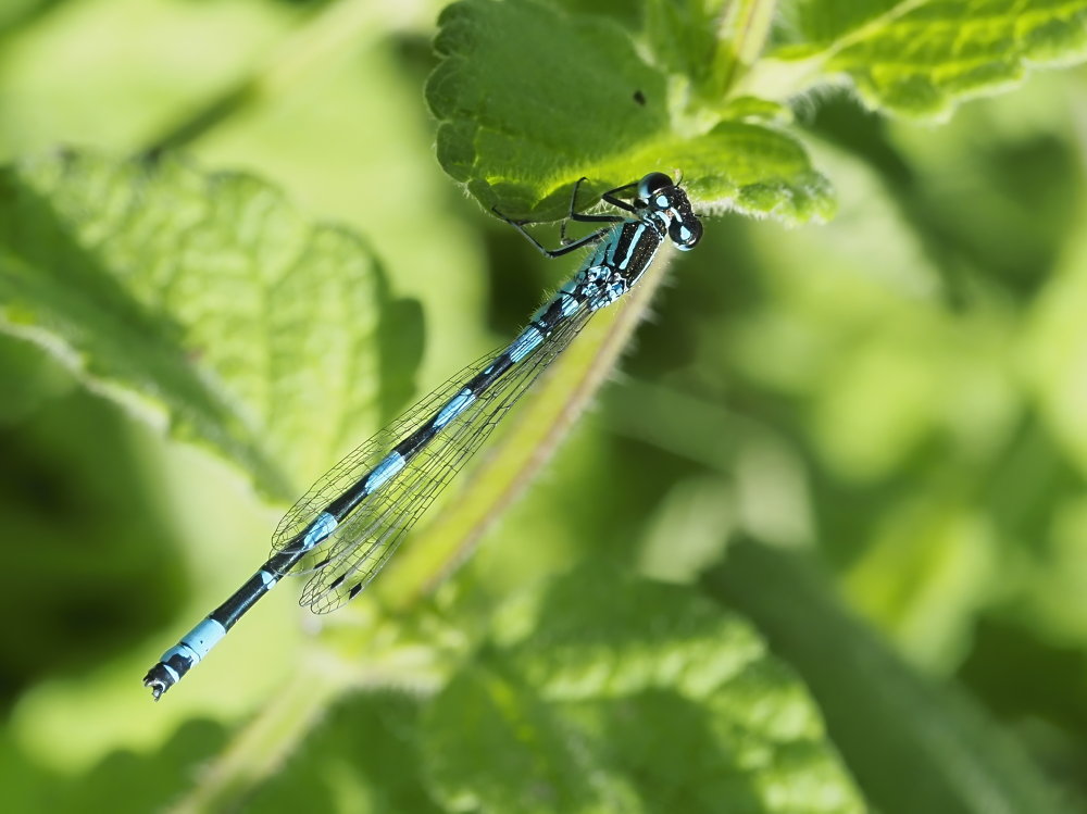 Coenagrion mercuriale?