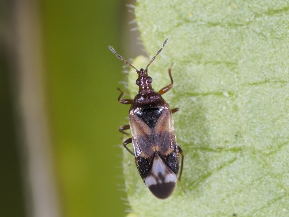Anthocoris nemoralis?