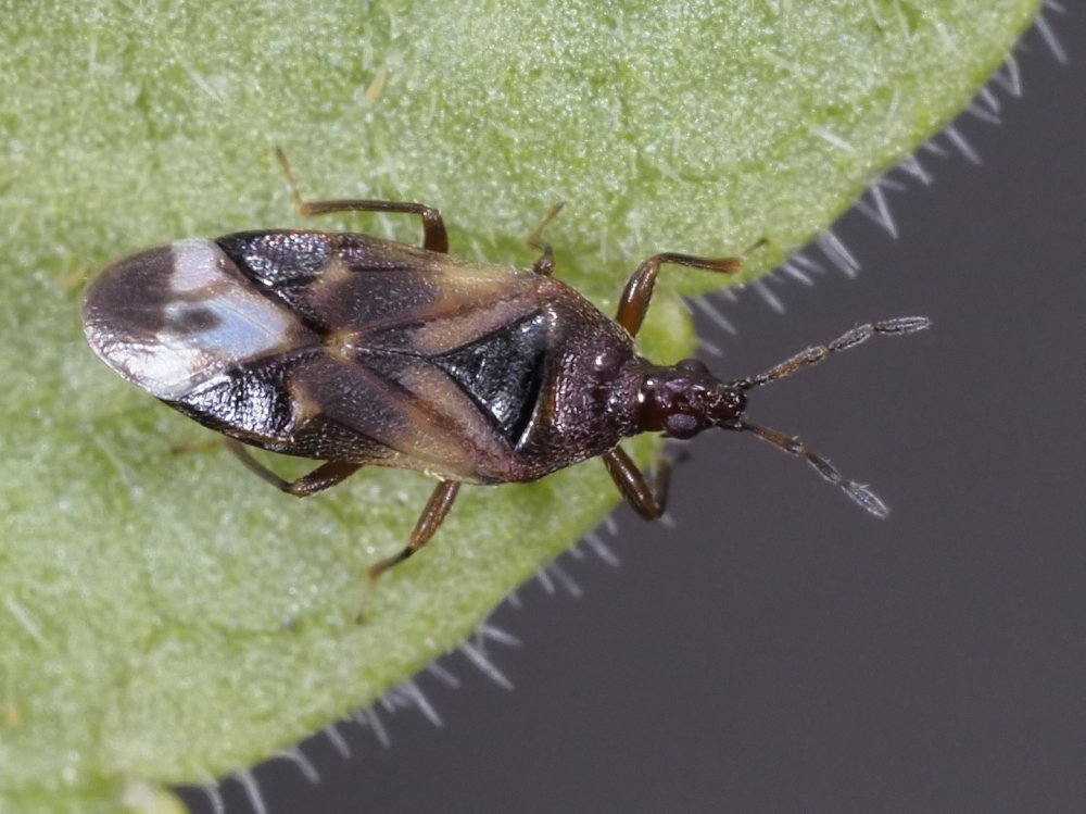 Anthocoris nemoralis?
