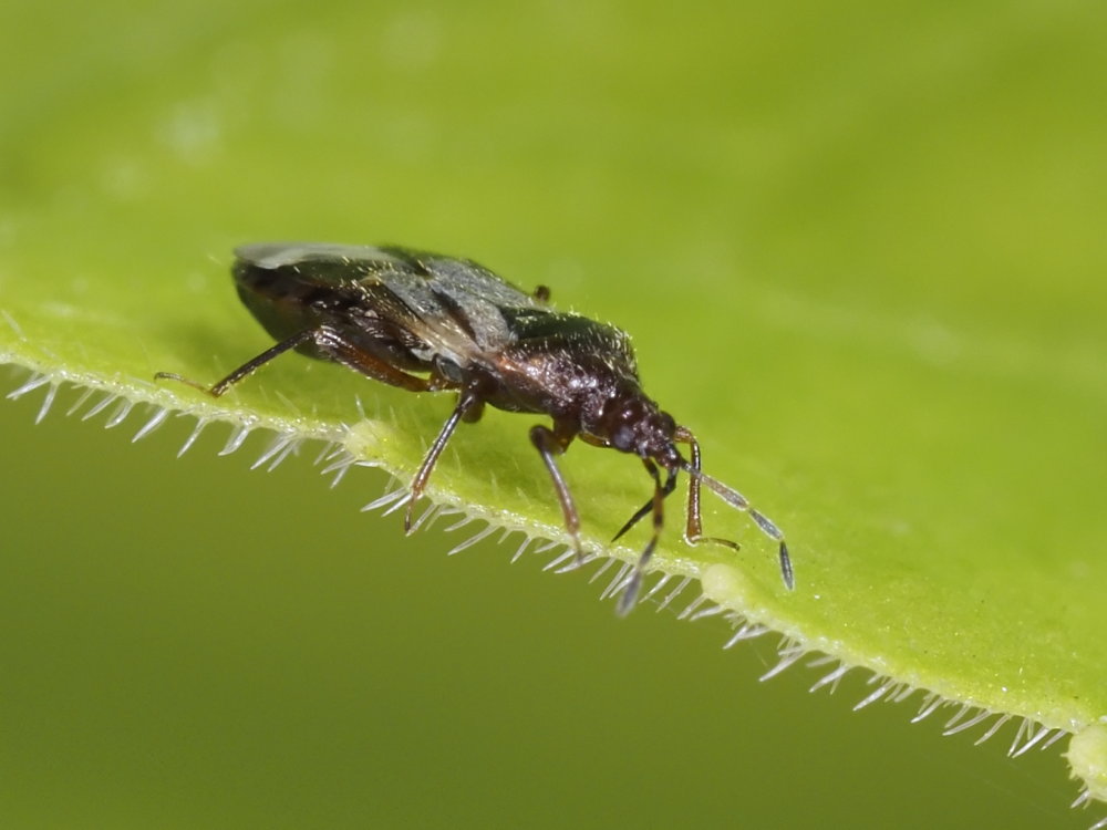 Anthocoris nemoralis?
