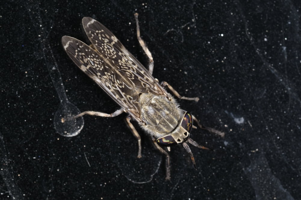 Tabanidae: Haematopota femmina gruppo italica
