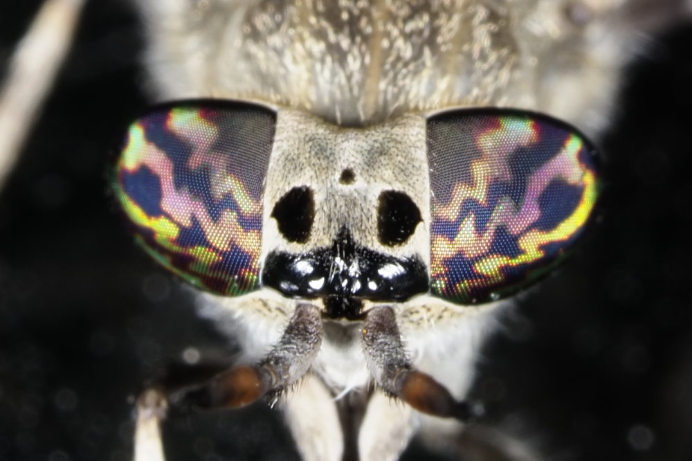 Tabanidae: Haematopota femmina gruppo italica