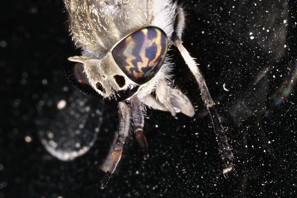 Tabanidae: Haematopota femmina gruppo italica
