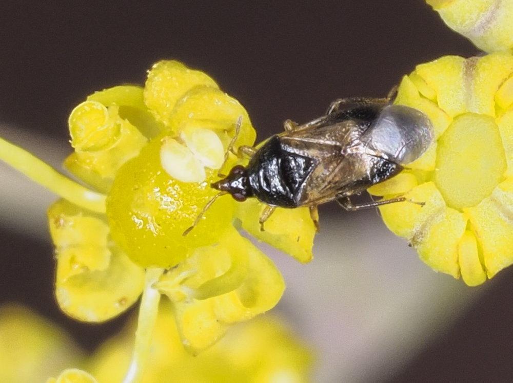 Orius laevigatus?
