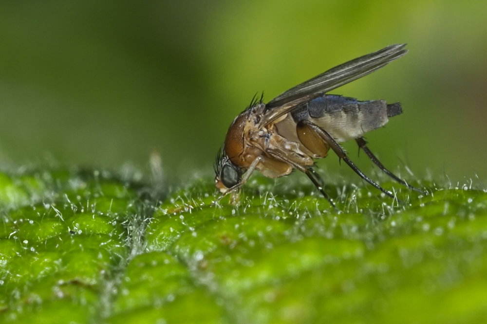 Phoridae: Chaetopleurophora cf.