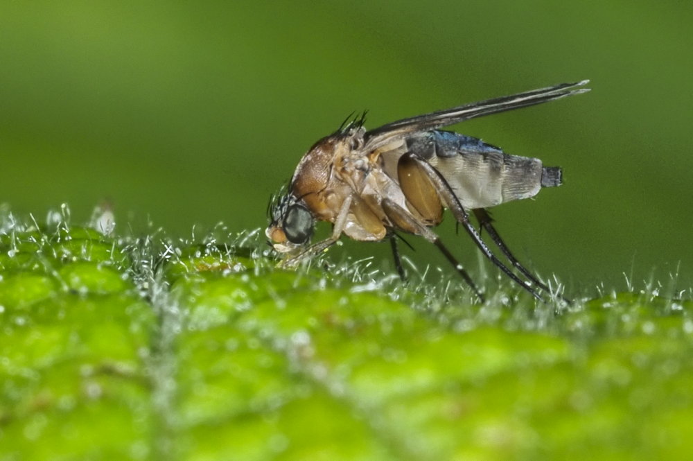Phoridae: Chaetopleurophora cf.