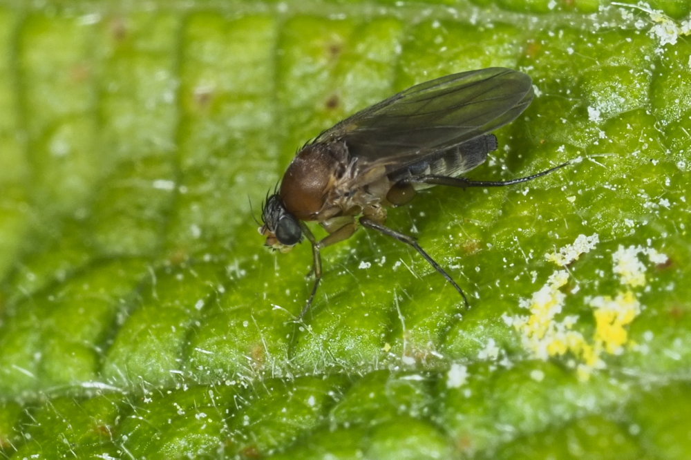 Phoridae: Chaetopleurophora cf.