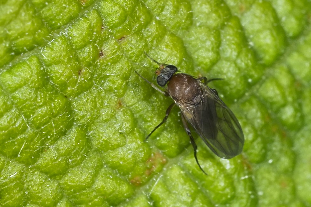 Phoridae: Chaetopleurophora cf.