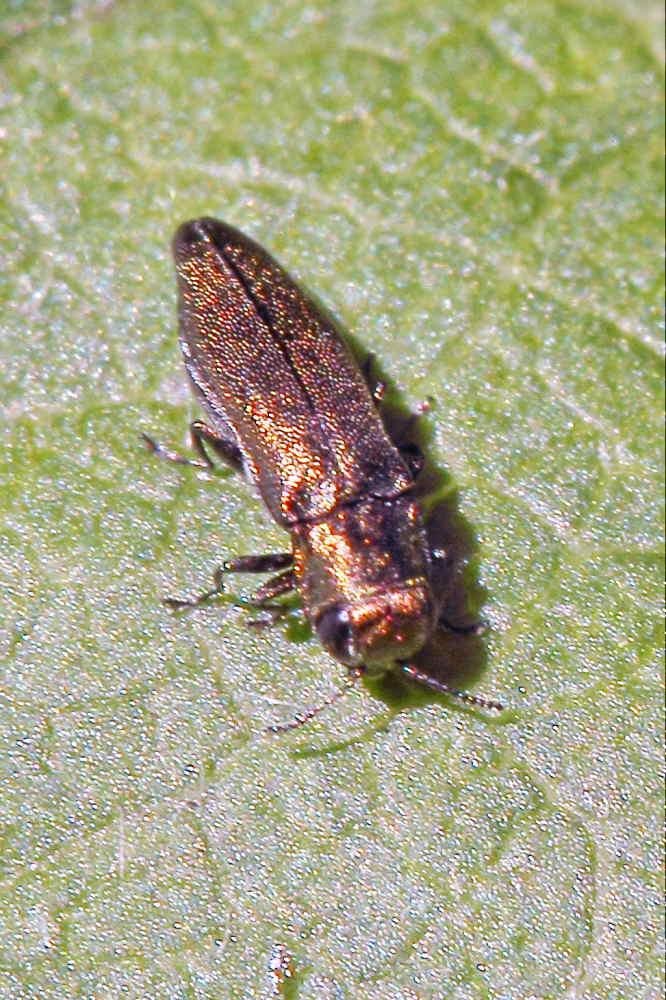 Da identificare: Agrilus sp.