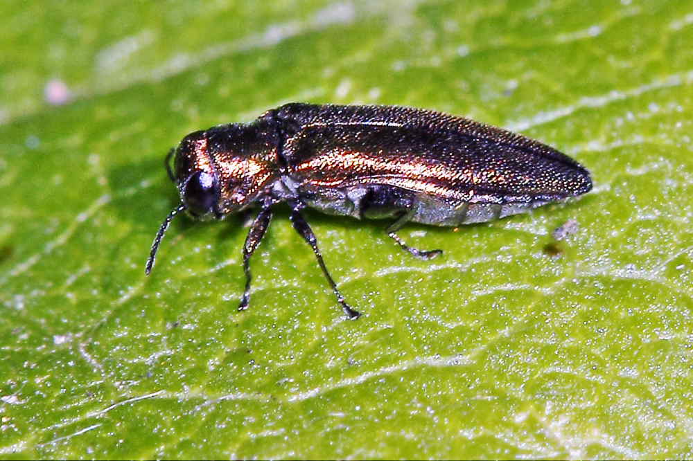 Da identificare: Agrilus sp.