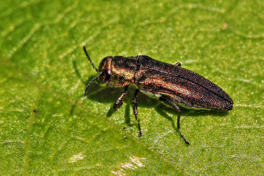 Da identificare: Agrilus sp.