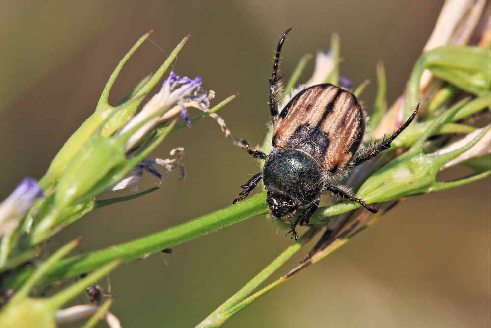 Anisoplia monticola, femmina, Rutelidae