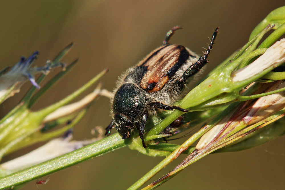 Anisoplia monticola, femmina, Rutelidae