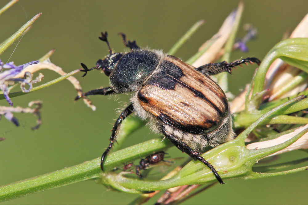 Anisoplia monticola, femmina, Rutelidae