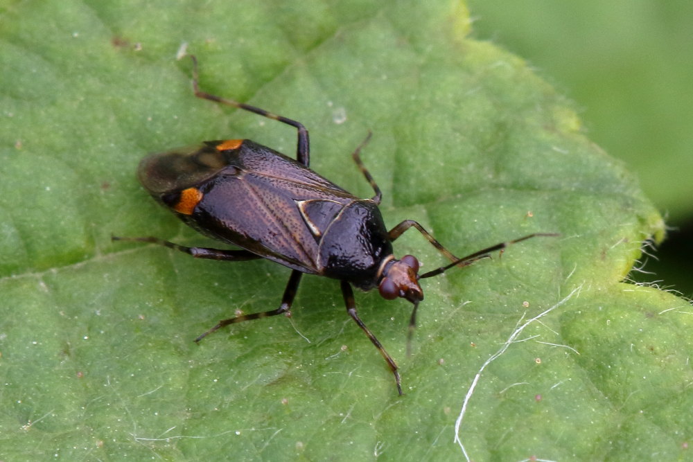 Miridae: Deraeocoris flavilinea