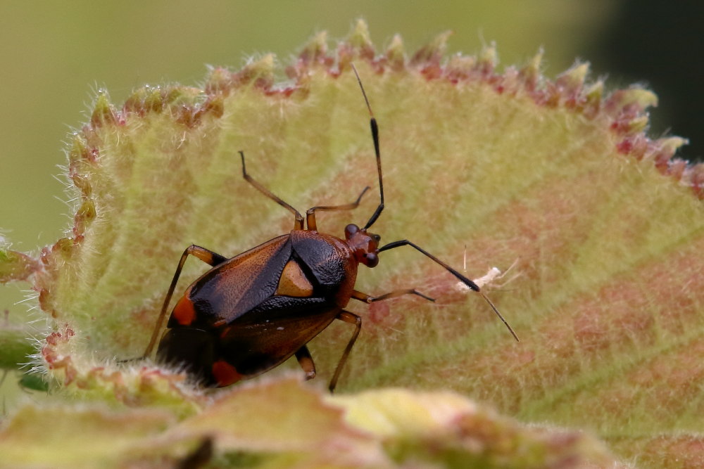 Miridae:  Deraeocoris ruber