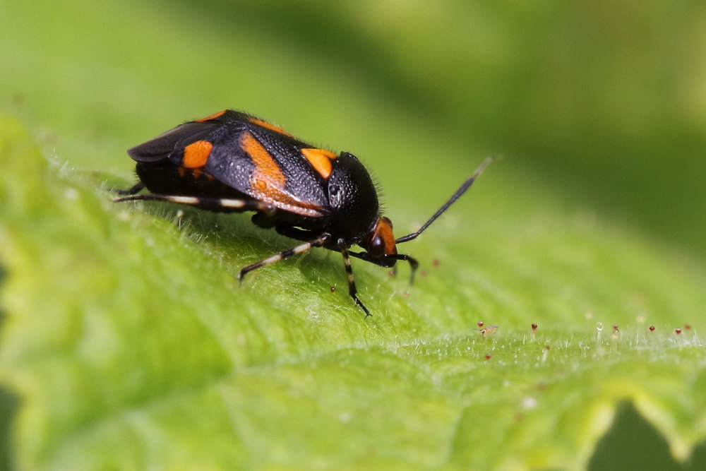 Miridae:  Deraeocoris schach