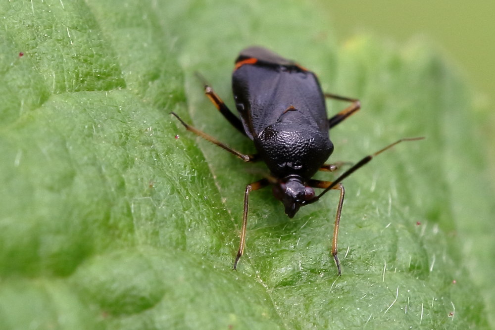 Miridae:  Deraeocoris ruber