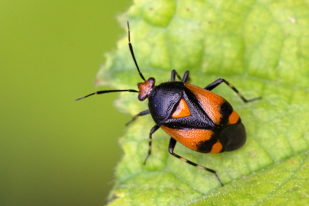 Miridae:  Deraeocoris schach