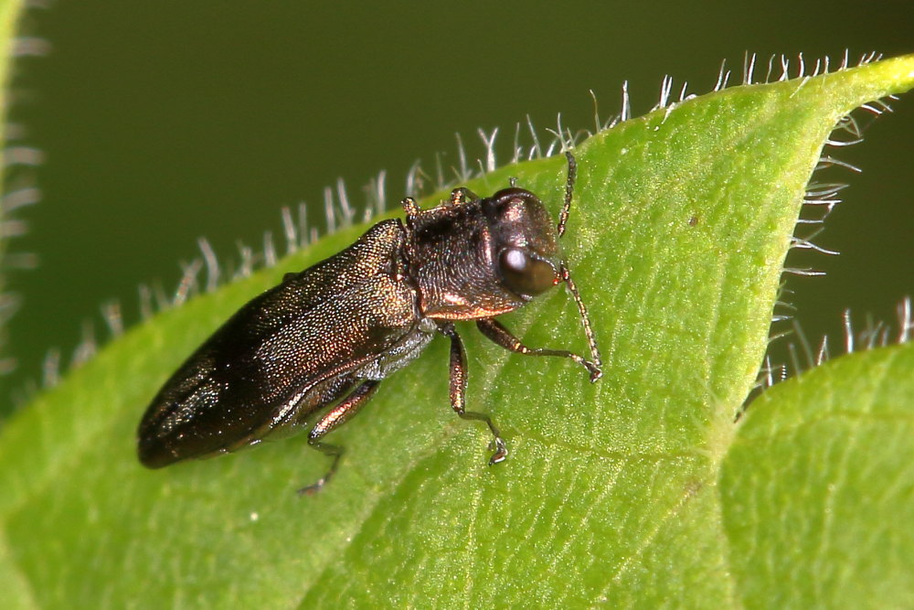 Buprestidae:  Agrilus derasofasciatus