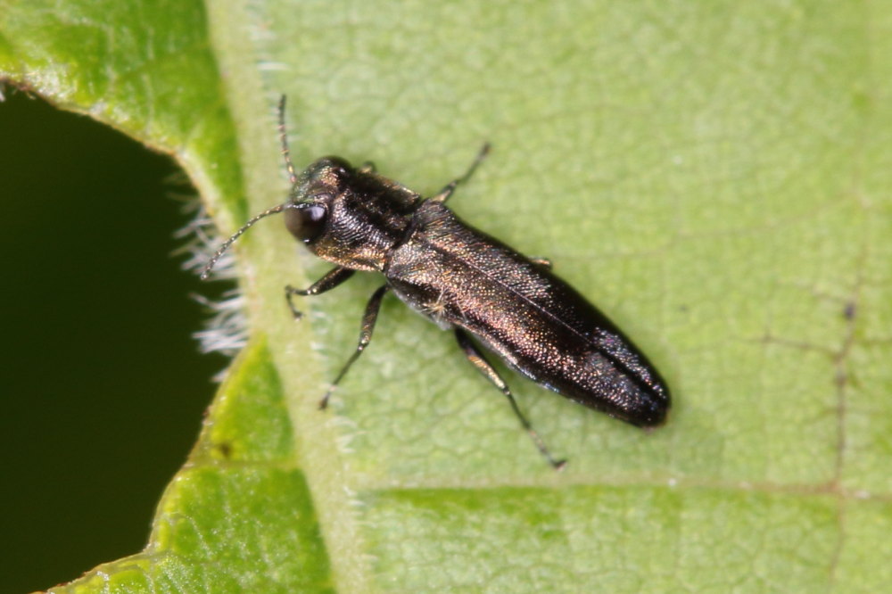 Buprestidae:  Agrilus derasofasciatus