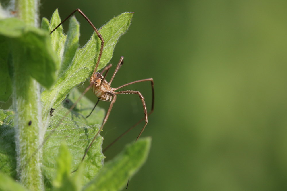 Phalangiidae: cfr. Metaphalangium cirtanum