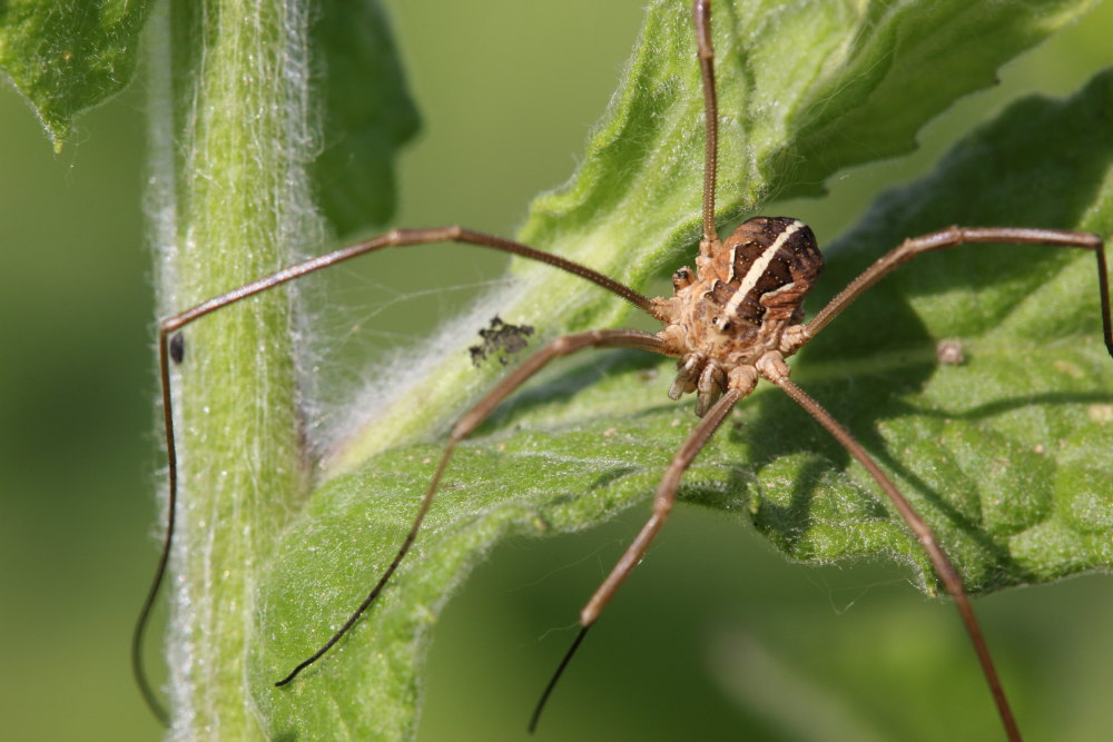 Phalangiidae: cfr. Metaphalangium cirtanum