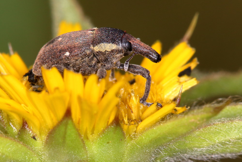 Curculionide da identificare - Larinus maurus